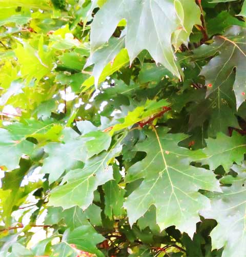 Oak Tree Leaves
            