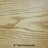 Oak Wood: Oak Tree Wood Grain 