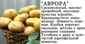 Картофель Аврора