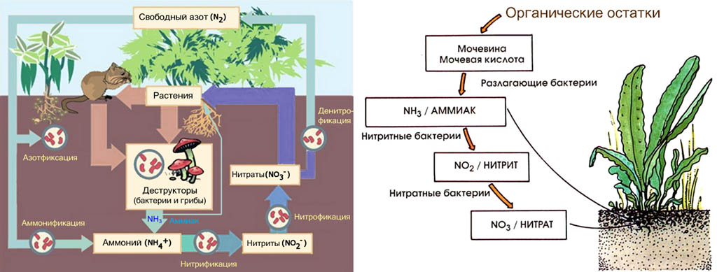 Цикл (кругооборот) азота в биосфере