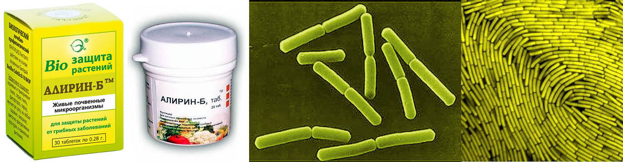 Препарат Алирин-Б и бактерии Bacillus subtilis