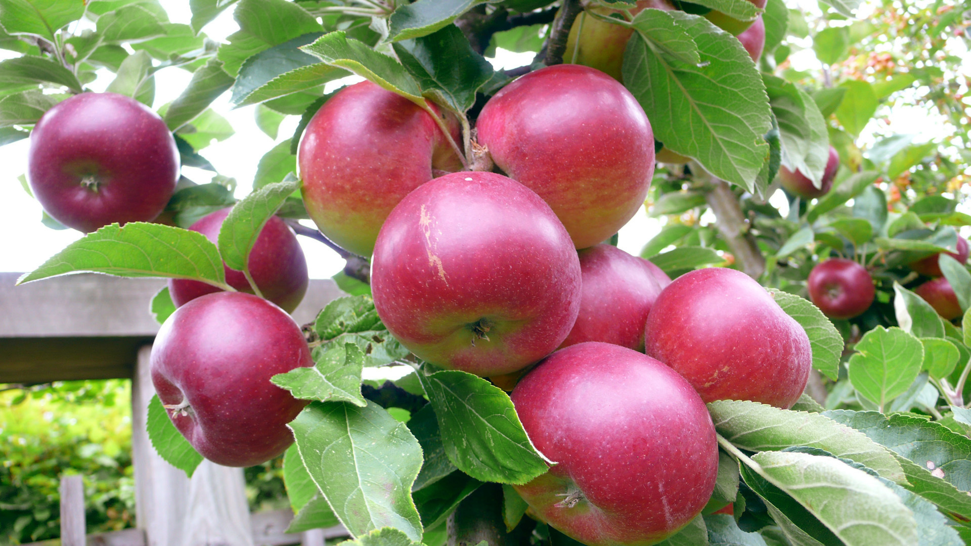 подкормка яблонь 