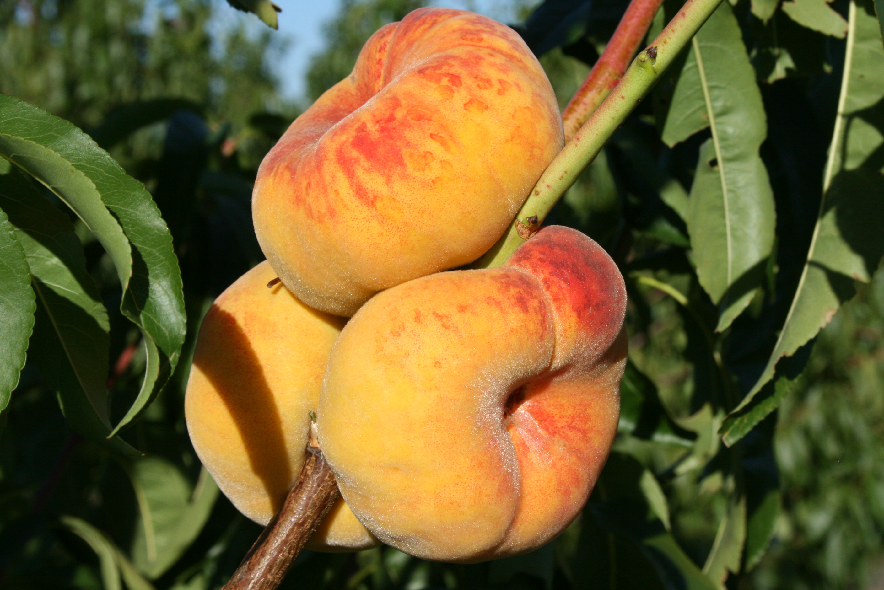 подкормка персика осенью