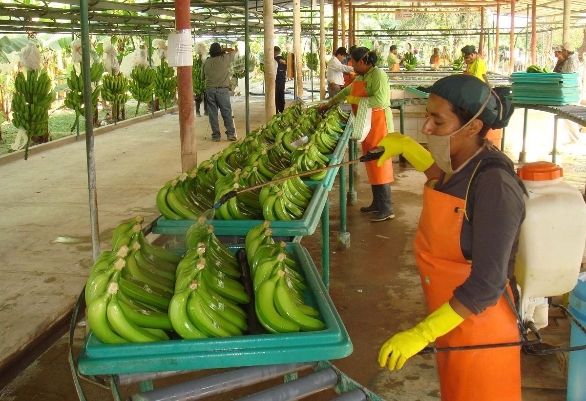 удобрение из банановой кожуры для комнатных растений 