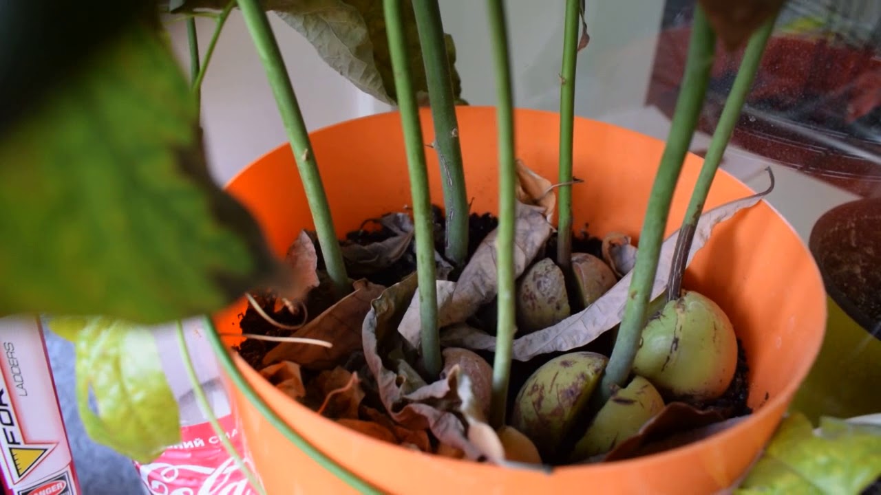 как посадить авокадо