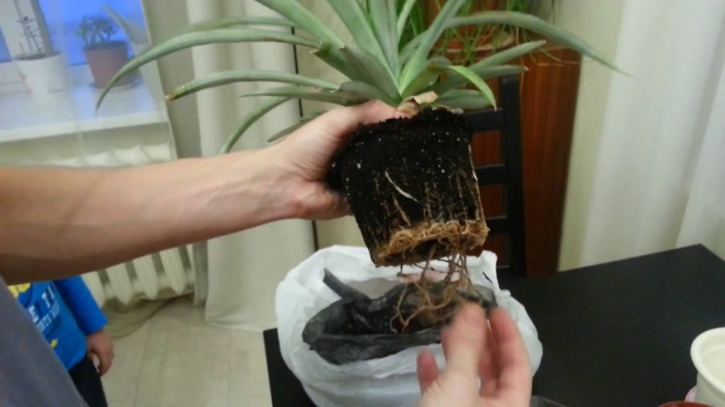 ананас растение