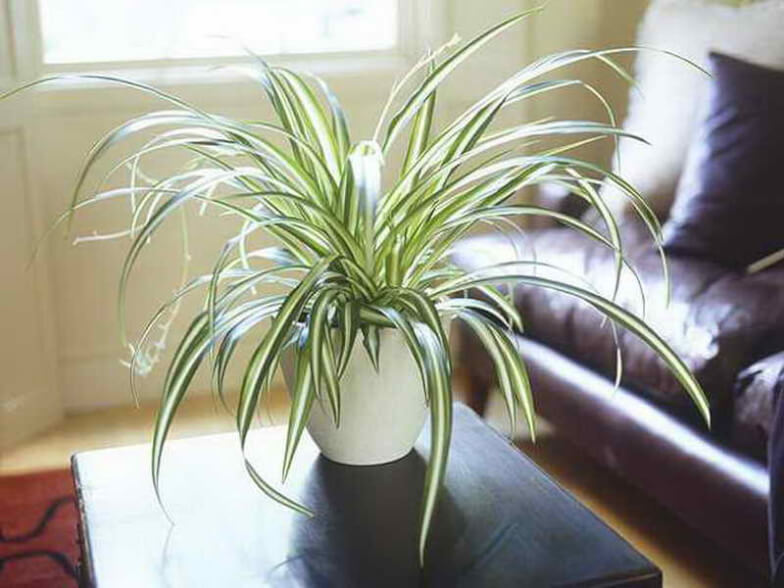 Как уменьшить количество пыли в квартире - Заведите растения