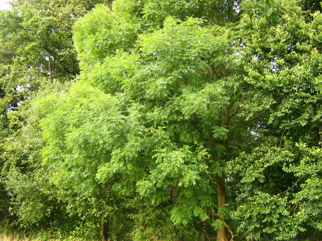 Ясень обыкновенный латынь. Ясень обыкновенный Fraxinus Excelsior. Ясень пенсильванский Fraxinus pennsylvanica. Ясень обыкновенный 'Ауреа' (Fraxinus Excelsior 'Aurea').