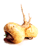 Maca.gif