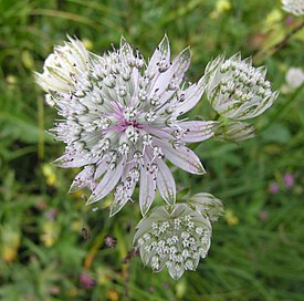 PlantsInArvenbul1400m.jpg