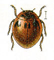 Cynegetis impunctata larvae (14603129693).jpg