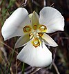 Sego lily cm.jpg