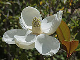 Magnolia grandiflora 3964.jpg