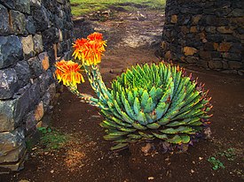 Aloe-Polyphylla-Lesotho.jpg
