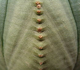 Euphorbia obesa obesa2 ies.jpg