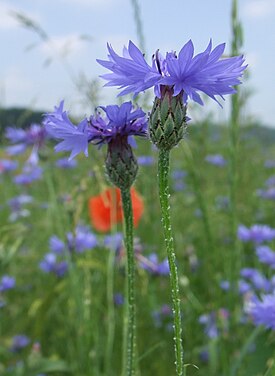 Centaurea cyanus 20060624120109wp.jpg