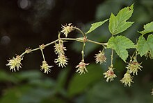 Humulus lupulus 070805.jpg