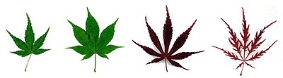 Maple Leaves.jpg