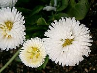 Bellis perennis1.jpg