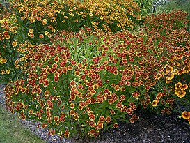 Helenium autumnale1.jpg