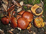 2008-11-26 Cortinarius splendens Rob. Henry 234178.jpg