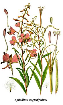 Общий вид цветущих растений