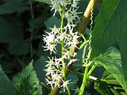 Echinocystis lobata 003.jpg