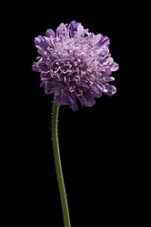 Knautia arvensis20170711 8383.jpg