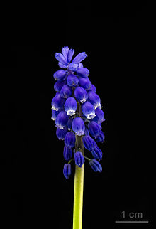 Muscari armeniacum clump.jpg