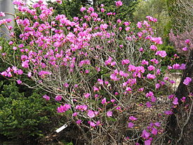 Rhododendron dauricum3.jpg