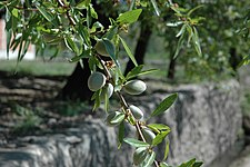 Almond Tree.jpg