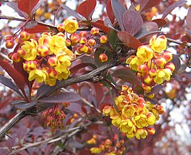 Berberis-Ottawensis-Superba-01.jpg