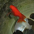 Fantail Goldfish.jpg