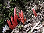 Podostroma cornu-damae.jpg
