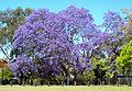 Jacaranda cuspidifolia flower.jpg