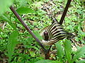 Arisaema triphyllum2.jpg