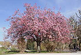 Cerisier du Japon Prunus serrulata.jpg