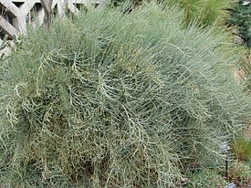 Ephedra equisetina 2.jpg