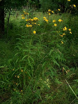 Hieracium umbellatum Sarjakeltano H8005.jpg