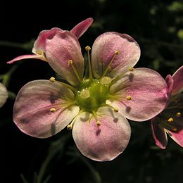 Saxifragaceae - Saxifraga x arendsi.jpg