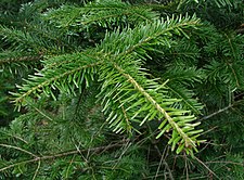 Abies alba 0107.jpg