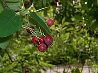 Amelanchier asiatica5.jpg