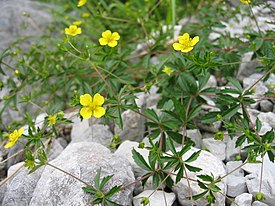 Potentilla erecta01.jpg