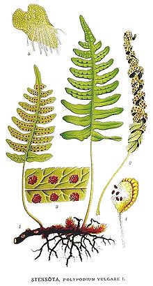 Polypodium vulgare2.jpg