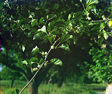 Schildau Maulbeerbaum Collage.jpg