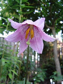 Lilium amoenum.jpg