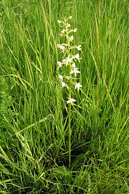 Platanthera bifolia20090612 006-0.jpg