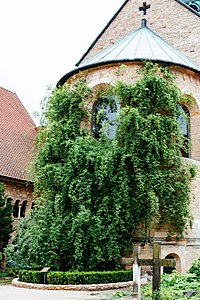 Rosa canina