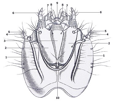 Agrypnus murinus larva head under Reitter with numbering.jpg