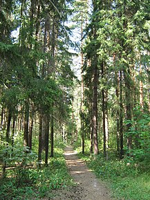 C0388-Kstovo-Zelyony-Gorod-Trail.jpg